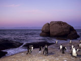African (Jackass) Penguins, (Sphensiscus Demersus), Cape Town, South Africa, Africa