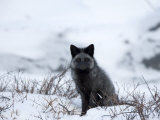Silverfox (Red Fox) (Vulpes Vulpes), Churchill, Hudson Bay, Manitoba, Canada