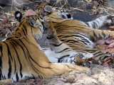 Bengal Tigers, Panthera Tigris Tigris, Bandhavgarh National Park, Madhya Pradesh, India