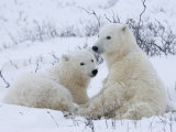 Buy Polar Bears (Ursus Maritimus), Churchill, Hudson Bay, Manitoba, Canada at AllPosters.com