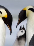 Emperor Penguins (Aptenodytes Forsteri) and Chick, Snow Hill Island, Weddell Sea, Antarctica