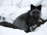 Silverfox (Red Fox) (Vulpes Vulpes), Churchill, Hudson Bay, Manitoba, Canada