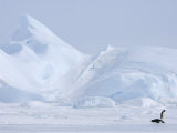 Emperor Penguins (Aptenodytes Forsteri), Snow Hill Island, Weddell Sea, Antarctica, Polar Regions