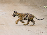 Indian Tiger Cub, Bandhavgarh National Park, Madhya Pradesh State, India