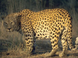 Leopard, Panthera Pardus, Duesternbrook Private Game Reserve, Windhoek, Namibia, Africa