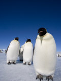 Emperor Penguins (Aptenodytes Forsteri), Snow Hill Island, Weddell Sea, Antarctica, Polar Regions