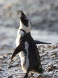 Jackass Penguin (African Penguin) (Spheniscus Demersus), Cape Town, South Africa, Africa