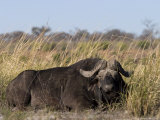 African Buffalo, Syncerus Caffer, Chobe National Park, Botswana, Africa