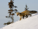 Redfox (Vulpes Vulpes), Churchill, Hudson Bay, Manitoba, Canada