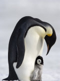 Emperor Penguin (Aptenodytes Forsteri) and Chick, Snow Hill Island, Weddell Sea, Antarctica