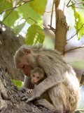 Buy Rhesus Macaque Monkey (Macaca Mulatta), Bandhavgarh National Park, Madhya Pradesh State, India at AllPosters.com