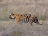 Bengal Tiger, Panthera Tigris Tigris, Bandhavgarh National Park, Madhya Pradesh, India