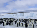 Colony of Emperor Penguins (Aptenodytes Forsteri), Snow Hill Island, Weddell Sea, Antarctica
