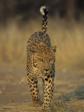 Leopard, Panthera Pardus, Duesternbrook Private Game Reserve, Windhoek, Namibia, Africa
