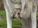 Eastern Grey Kangaroo (Macropus Giganteus) with a Joey, Great Ocean Road, Victoria, Australia