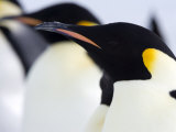 Emperor Penguins (Aptenodytes Forsteri), Snow Hill Island, Weddell Sea, Antarctica, Polar Regions