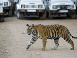 Female Indian Tiger, Bandhavgarh National Park, Madhya Pradesh State, India