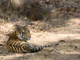 Bengal Tiger, Panthera Tigris Tigris, Bandhavgarh National Park, Madhya Pradesh, India