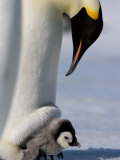 Emperor Penguin (Aptenodytes Forsteri) and Chick, Snow Hill Island, Weddell Sea, Antarctica