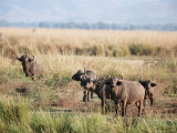 African Buffalos, Mana Pools National Park, Zimbabwe, Africa
