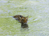 Indian Tiger, Bandhavgarh National Park, Madhya Pradesh State, India
