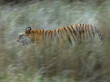 Female Indian Tiger, Bandhavgarh National Park, Madhya Pradesh State, India