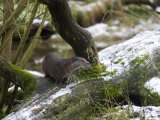 European River Otter, Lutra Lutra, Wildlife Preserve, Rheinhardswald, Germany