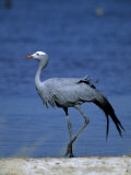 Blue Crane, Anthropoides Paradisea, Etosha National Park, Namibia, Africa