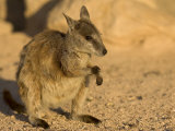 Black-Footed Rock Wallaby (Petrogale Lateralis), Magnetic Island, Queensland, Australia