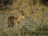 Steenbok, Raphicerus Campestris, Chobe National Park, Savuti, Botswana, Africa