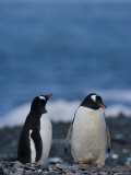 Gentoo Penguins (Pygoscelis Papua), Browns Bluff, Weddell Sea, Antarctic Peninsula