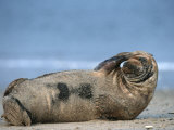 Grey Seal (Halichoerus Grypus), Helgoland, Schleswig-Holstein, Germany