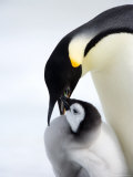 Emperor Penguin (Aptenodytes Forsteri) and Chick, Snow Hill Island, Weddell Sea, Antarctica