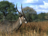 Waterbuck, Kobus Ellipsiprymnus, Khwai River, Botswana, Africa