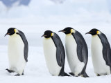 Buy Emperor Penguins (Aptenodytes Forsteri), Snow Hill Island, Weddell Sea, Antarctica, Polar Regions at AllPosters.com