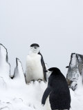 Chinstrap Penguins (Pygoscelis Antarcticus), Half Moon Island, Antarctic Peninsula, Weddell Sea