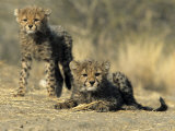 Cheetah Cubs, Acinonyx Jubatus, Duesternbrook Private Game Reserve, Windhoek, Namibia, Africa