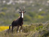Blesbok, Bontebok, Damaliscus Dorcas, Cape of Good Hope, South Africa, Africa