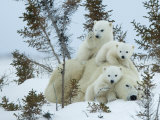 Buy Polar Bear (Ursus Maritimus) Mother with Triplets, Wapusk National Park, Churchill, Manitoba at AllPosters.com
