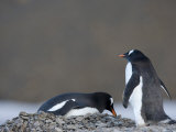 Gentoo Penguins, Browns Bluff, Drake Passage, Weddell Sea, Antarctic Peninsula, Antarctica