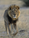 Lion (Panthera Leo), Chobe National Park, Savuti, Botswana, Africa