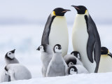 Buy Emperor Penguins (Aptenodytes Forsteri) and Chicks, Snow Hill Island, Weddell Sea, Antarctica at AllPosters.com