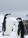 Chinstrap Penguins (Pygoscelis Antarcticus), Half Moon Island, Antarctic Peninsula, Weddell Sea