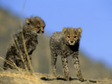 Cheetah Cubs, Acinonyx Jubatus, Duesternbrook Private Game Reserve, Windhoek, Namibia, Africa