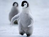 Buy Emperor Penguin Chick (Aptenodytes Forsteri), Snow Hill Island, Weddell Sea, Antarctica at AllPosters.com