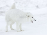 Arctic Fox (Polar Fox) (Alopex Lagopus), Churchill, Hudson Bay, Manitoba, Canada