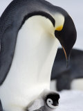 Emperor Penguin (Aptenodytes Forsteri) and Chick, Snow Hill Island, Weddell Sea, Antarctica