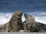 Buy Grey Seal, Halichoerus Grypus, Heligoland, Schleswig-Holstein, Germany at AllPosters.com