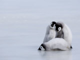 Emperor Penguin Chicks (Aptenodytes Forsteri), Snow Hill Island, Weddell Sea, Antarctica