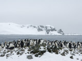 Chinstrap Penguins (Pygoscelis Antarcticus), Half Moon Island, Antarctic Peninsula, Weddell Sea